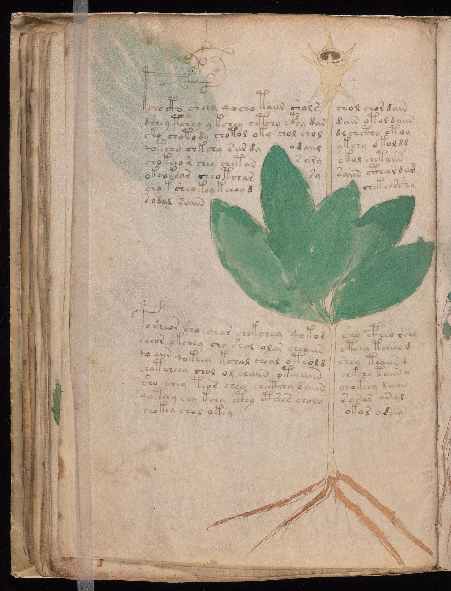 Voynich Manuscript folio f42v — Beinecke MS 408